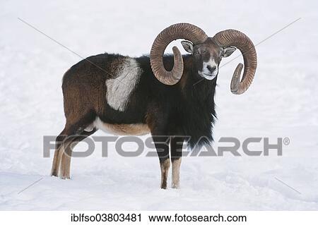 "European mouflon (Ovis orientalis musimon), ram standing in snow, captive, Bavaria, Germany, Europe" View Large Photo Image Stock Image - "European mouflon (Ovis orientalis musimon), ram standing in snow, captive, Bavaria, Germany, Europe". Fotosearch