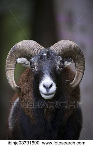 "European Mouflon (Ovis orientalis musimon), Daun, Vulkan Eifel, Eifel, Rhineland-Palatinate, Germany, Europe" View Large Photo Image Stock Image - "European Mouflon (Ovis orientalis musimon), Daun, Vulkan Eifel, Eifel, Rhineland-Palatinate, Germany, Europe". Fotosearch