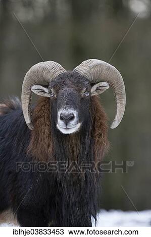 Stock Image - "European Mouflon (Ovis orientalis musimon), Daun, Vulkaneifel, Rhineland-Palatinate, Germany, Europe". Fotosearch