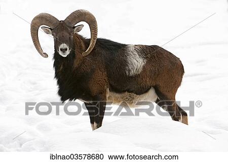 "European Mouflon (Ovis orientalis musimon) in the snow, Schleswig-Holstein, Germany, Europe" View Large Photo Image Stock Image - "European Mouflon (Ovis orientalis musimon) in the snow, Schleswig-Holstein, Germany, Europe". Fotosearch