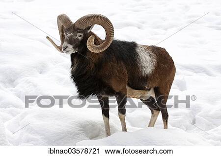 "European Mouflon (Ovis orientalis musimon) in the snow, Schleswig-Holstein, Germany, Europe" View Large Photo Image Stock Image - "European Mouflon (Ovis orientalis musimon) in the snow, Schleswig-Holstein, Germany, Europe". Fotosearch