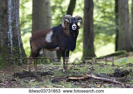 "European mouflon (Ovis orientalis musimon), Wildpark Daun, Daun, Vulkan Eifel, Eifel, Rhineland-Palatinate, Germany, Europe" View Large Photo Image Stock Image - "European mouflon (Ovis orientalis musimon), Wildpark Daun, Daun, Vulkan Eifel, Eifel, Rhineland-Palatinate, Germany, Europe". Fotosearch