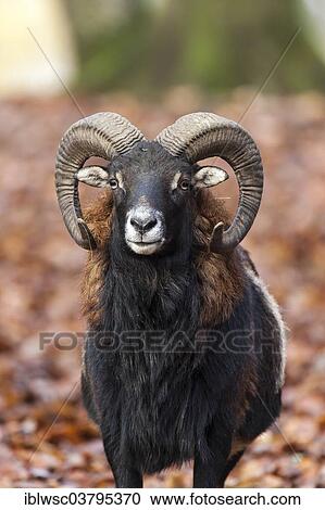 "European Mouflon (Ovis orientalis musimon), Volcanic Eifel, Rhineland-Palatinate, Germany, Europe" View Large Photo Image Stock Image - "European Mouflon (Ovis orientalis musimon), Volcanic Eifel, Rhineland-Palatinate, Germany, Europe". Fotosearch