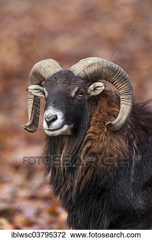 "European Mouflon (Ovis orientalis musimon), Volcanic Eifel, Rhineland-Palatinate, Germany, Europe" View Large Photo Image Stock Image - "European Mouflon (Ovis orientalis musimon), Volcanic Eifel, Rhineland-Palatinate, Germany, Europe". Fotosearch