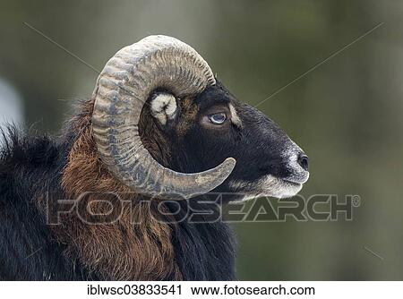 "European mouflon (Ovis orientalis musimon), portrait, volcanic Eifel, Rhineland-Palatinate, Germany, Europe" View Large Photo Image Stock Image - "European mouflon (Ovis orientalis musimon), portrait, volcanic Eifel, Rhineland-Palatinate, Germany, Europe". Fotosearch