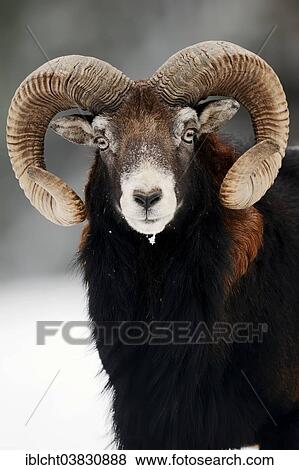 Stock Photo - "European Mouflon (Ovis orientalis musimon), ram in winter, North Rhine-Westphalia, Germany, Europe". Fotosearch