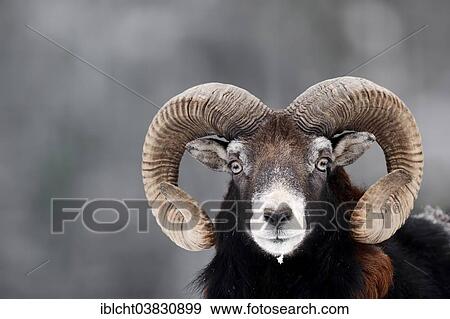 Stock Photo - "European Mouflon (Ovis orientalis musimon), ram in winter, North Rhine-Westphalia, Germany, Europe". Fotosearch