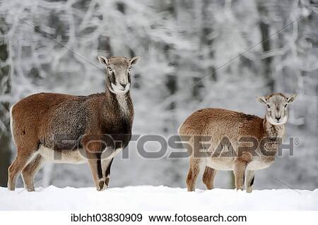 "European Mouflon (Ovis orientalis musimon), ewe with a lamb in winter, North Rhine-Westphalia, Germany, Europe" View Large Photo Image Stock Photo - "European Mouflon (Ovis orientalis musimon), ewe with a lamb in winter, North Rhine-Westphalia, Germany, Europe". Fotosearch