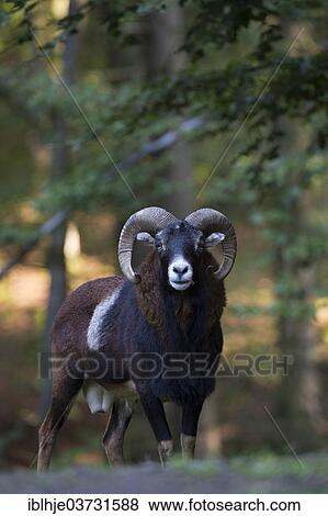 "European Mouflon (Ovis orientalis musimon), Daun, Vulkan Eifel, Eifel, Rhineland-Palatinate, Germany, Europe" View Large Photo Image Stock Photo - "European Mouflon (Ovis orientalis musimon), Daun, Vulkan Eifel, Eifel, Rhineland-Palatinate, Germany, Europe". Fotosearch