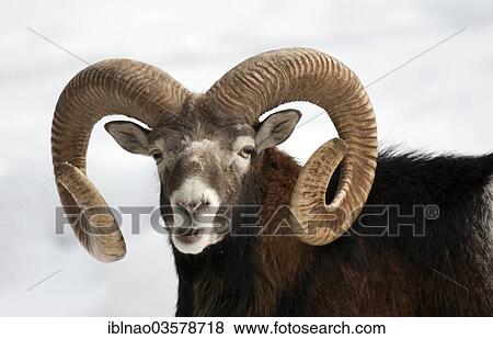 "European Mouflon (Ovis orientalis musimon), Schleswig-Holstein, Germany, Europe" View Large Photo Image Stock Photo - "European Mouflon (Ovis orientalis musimon), Schleswig-Holstein, Germany, Europe". Fotosearch