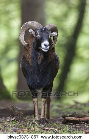 "European mouflon (Ovis orientalis musimon), Wildpark Daun, Daun, Vulkan Eifel, Eifel, Rhineland-Palatinate, Germany, Europe" View Large Photo Image Stock Photo - "European mouflon (Ovis orientalis musimon), Wildpark Daun, Daun, Vulkan Eifel, Eifel, Rhineland-Palatinate, Germany, Europe". Fotosearch