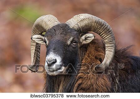"European Mouflon (Ovis orientalis musimon), Volcanic Eifel, Rhineland-Palatinate, Germany, Europe" View Large Photo Image Stock Photo - "European Mouflon (Ovis orientalis musimon), Volcanic Eifel, Rhineland-Palatinate, Germany, Europe". Fotosearch
