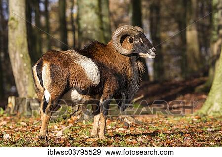 "European Mouflon (Ovis orientalis musimon), Volcanic Eifel, Rhineland-Palatinate, Germany, Europe" View Large Photo Image Stock Photo - "European Mouflon (Ovis orientalis musimon), Volcanic Eifel, Rhineland-Palatinate, Germany, Europe". Fotosearch