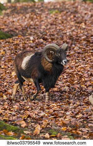 "European Mouflon (Ovis orientalis musimon), Volcanic Eifel, Rhineland-Palatinate, Germany, Europe" View Large Photo Image Stock Photo - "European Mouflon (Ovis orientalis musimon), Volcanic Eifel, Rhineland-Palatinate, Germany, Europe". Fotosearch