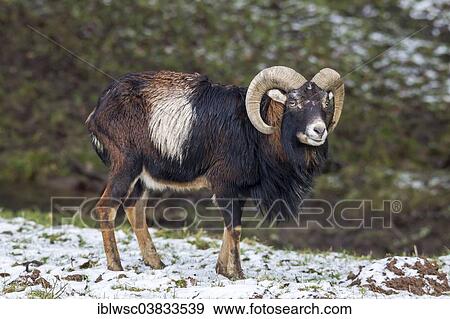 "European mouflon (Ovis orientalis musimon), Volcanic Eifel, Rhineland-Palatinate, Germany, Europe" View Large Photo Image Stock Photo - "European mouflon (Ovis orientalis musimon), Volcanic Eifel, Rhineland-Palatinate, Germany, Europe". Fotosearch