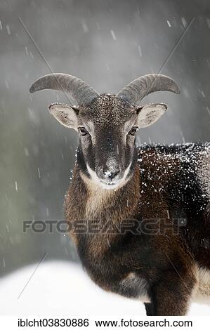 Stock Photograph - "European Mouflon (Ovis orientalis musimon), ram in winter, North Rhine-Westphalia, Germany, Europe". Fotosearch