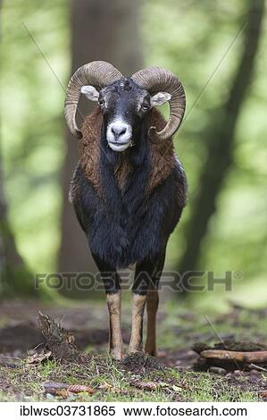 Stock Photography - "European mouflon (Ovis orientalis musimon), Wildpark Daun, Daun, Vulkan Eifel, Eifel, Rhineland-Palatinate, Germany, Europe". Fotosearch