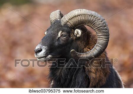 "European Mouflon (Ovis orientalis musimon), Volcanic Eifel, Rhineland-Palatinate, Germany, Europe" View Large Photo Image Stock Photography - "European Mouflon (Ovis orientalis musimon), Volcanic Eifel, Rhineland-Palatinate, Germany, Europe". Fotosearch