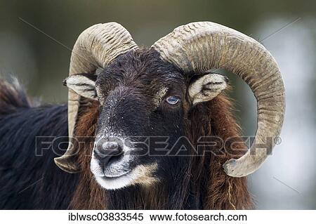 Stock Photography - "European mouflon (Ovis orientalis musimon), Volcanic Eifel, Rhineland-Palatinate, Germany, Europe". Fotosearch