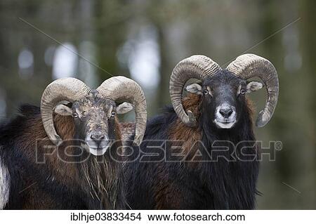 Picture - "European Mouflons (Ovis orientalis musimon), Daun, Vulkaneifel, Rhineland-Palatinate, Germany, Europe". Fotosearch