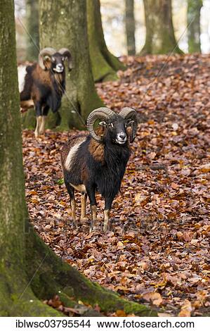 "European Mouflons (Ovis orientalis musimon), Volcanic Eifel, Rhineland-Palatinate, Germany, Europe" View Large Photo Image Picture - "European Mouflons (Ovis orientalis musimon), Volcanic Eifel, Rhineland-Palatinate, Germany, Europe". Fotosearch