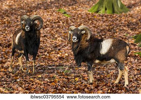 "European Mouflons (Ovis orientalis musimon), Volcanic Eifel, Rhineland-Palatinate, Germany, Europe" View Large Photo Image Picture - "European Mouflons (Ovis orientalis musimon), Volcanic Eifel, Rhineland-Palatinate, Germany, Europe". Fotosearch