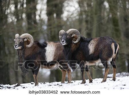 "European Mouflons (Ovis orientalis musimon), Daun, Vulkaneifel, Rhineland-Palatinate, Germany, Europe" View Large Photo Image Stock Image - "European Mouflons (Ovis orientalis musimon), Daun, Vulkaneifel, Rhineland-Palatinate, Germany, Europe". Fotosearch