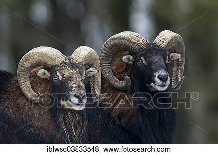 "European mouflons (Ovis orientalis musimon), Volcanic Eifel, Rhineland-Palatinate, Germany, Europe" View Large Photo Image Stock Photo - "European mouflons (Ovis orientalis musimon), Volcanic Eifel, Rhineland-Palatinate, Germany, Europe". Fotosearch