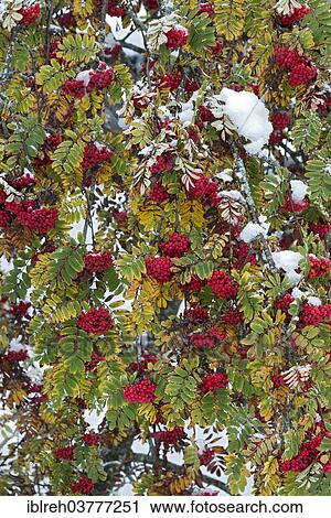 Stock Image - "European Mountain Ash or Rowan (Sorbus aucuparia) with snow, Tyrol, Austria, Europe". Fotosearch