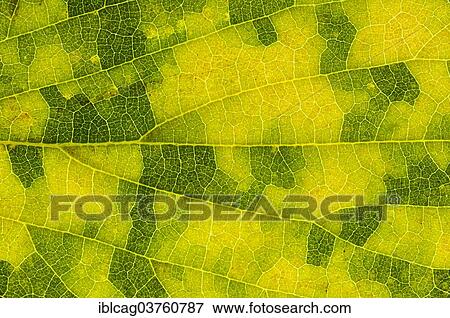 "European Nettle Tree or Mediterranean Hackberry (Celtis australis), leaf structure, back-lit, Hesse, Germany, Europe" View Large Photo Image Stock Photo - "European Nettle Tree or Mediterranean Hackberry (Celtis australis), leaf structure, back-lit, Hesse, Germany, Europe". Fotosearch