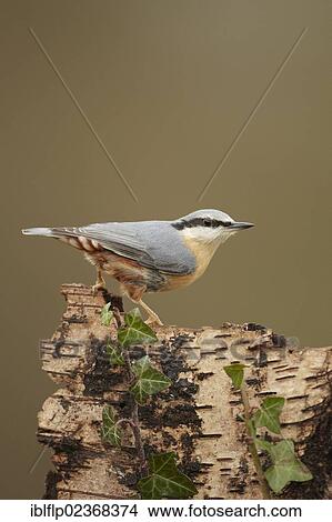 Picture - "European Nuthatch (Sitta europaea), adult, perched on Silver Birch (Betula pendula), stump, Shropshire, England, United Kingdom, Europe". Fotosearch