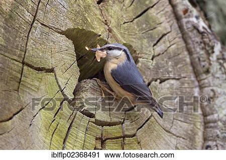 Stock Image - "European Nuthatch (Sitta europaea), adult female, with leaves in beak for lining nest, at nest entrance in tree trunk, Powys, Wales, United Kingdom, Europe". Fotosearch