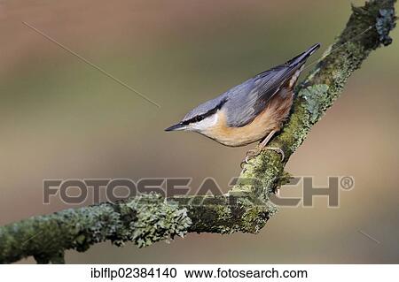 "European Nuthatch (Sitta europaea), adult, perched on lichen covered branch in garden, Leicestershire, England, United Kingdom, Europe" View Large Photo Image Stock Image - "European Nuthatch (Sitta europaea), adult, perched on lichen covered branch in garden, Leicestershire, England, United Kingdom, Europe". Fotosearch
