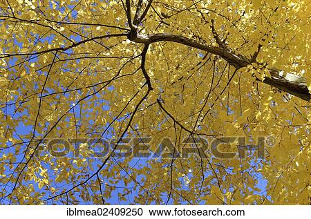Stock Image - "European or Common Hornbeam (Carpinus betulus) with autumn colours, autumn forest in Hainich National Park, Thuringia, Germany, Europe". Fotosearch