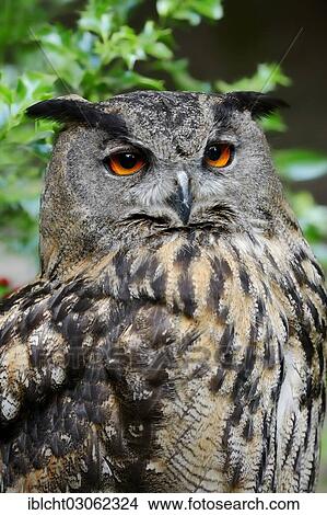 "European or Eurasian Eagle Owl (Bubo bubo), portrait, captive, Germany, Europe" View Large Photo Image Picture - "European or Eurasian Eagle Owl (Bubo bubo), portrait, captive, Germany, Europe". Fotosearch