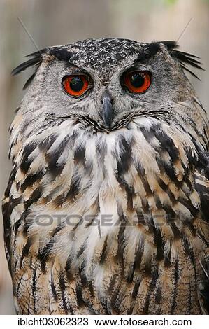 "European or Eurasian Eagle Owl (Bubo bubo), North Rhine-Westphalia, Germany, Europe" View Large Photo Image Stock Image - "European or Eurasian Eagle Owl (Bubo bubo), North Rhine-Westphalia, Germany, Europe". Fotosearch