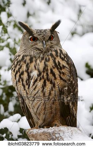 "European or Eurasian Eagle-owl (Bubo bubo) in winter, captive, Germany, Europe" View Large Photo Image Stock Photo - "European or Eurasian Eagle-owl (Bubo bubo) in winter, captive, Germany, Europe". Fotosearch