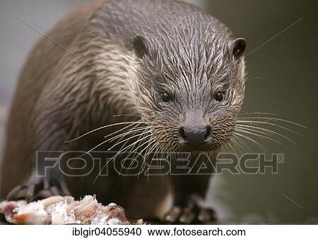 "European Otter (Lutra lutra), captive, Edersee Wild Animal Park, Hesse, Germany, Europe" View Large Photo Image Stock Image - "European Otter (Lutra lutra), captive, Edersee Wild Animal Park, Hesse, Germany, Europe". Fotosearch
