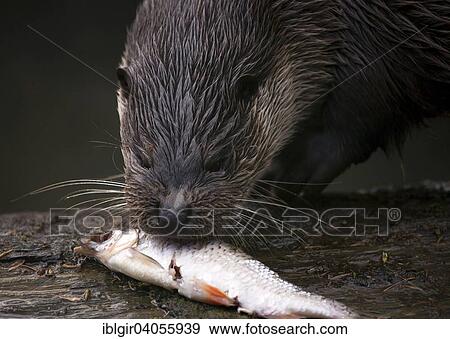 "European Otter (Lutra lutra), captive, Edersee Wild Animal Park, Hesse, Germany, Europe" View Large Photo Image Stock Photo - "European Otter (Lutra lutra), captive, Edersee Wild Animal Park, Hesse, Germany, Europe". Fotosearch