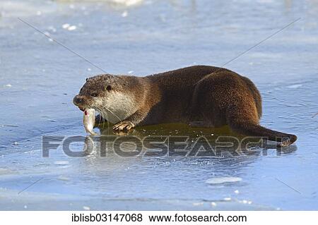 Stock Photo - "European Otter (Lutra lutra) feeding on fish caught at a frozen pond in winter, Brandenburg, Brandenburg, Germany, Europe". Fotosearch