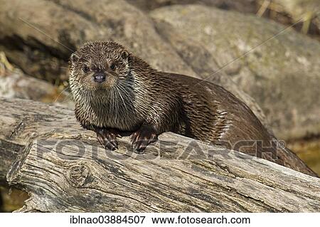 "European Otter (Lutra lutra), Lower Saxony, Germany, Europe" View Large Photo Image Stock Photo - "European Otter (Lutra lutra), Lower Saxony, Germany, Europe". Fotosearch
