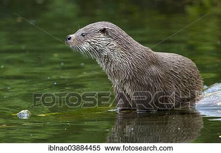 "European Otter (Lutra lutra), Lower Saxony, Germany, Europe" View Large Photo Image Stock Photography - "European Otter (Lutra lutra), Lower Saxony, Germany, Europe". Fotosearch