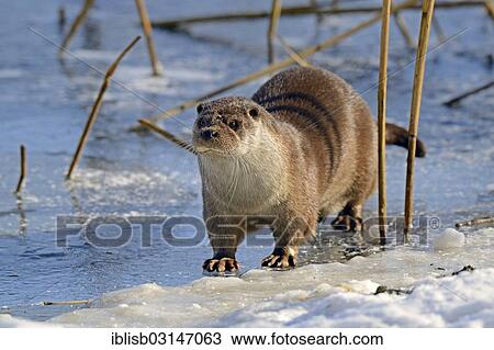 "European Otter (Lutra lutra) on a frozen pond in winter, Brandenburg, Brandenburg, Germany, Europe" View Large Photo Image Stock Image - "European Otter (Lutra lutra) on a frozen pond in winter, Brandenburg, Brandenburg, Germany, Europe". Fotosearch