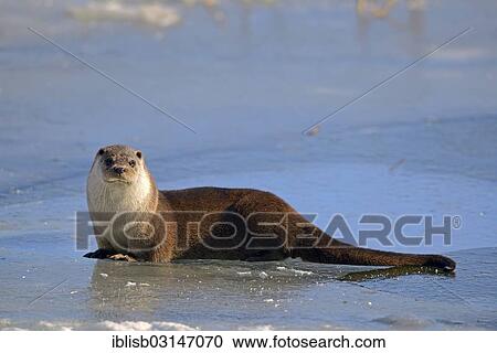"European Otter (Lutra lutra) on a frozen pond in winter, Brandenburg, Brandenburg, Germany, Europe" View Large Photo Image Stock Image - "European Otter (Lutra lutra) on a frozen pond in winter, Brandenburg, Brandenburg, Germany, Europe". Fotosearch