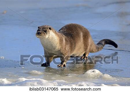 "European Otter (Lutra lutra) on a frozen pond in winter, Brandenburg, Brandenburg, Germany, Europe" View Large Photo Image Stock Photography - "European Otter (Lutra lutra) on a frozen pond in winter, Brandenburg, Brandenburg, Germany, Europe". Fotosearch