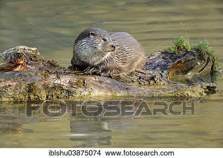 "European Otter (Lutra lutra), perched on a tree trunk, captive, Sihlwald, Switzerland, Europe" View Large Photo Image Picture - "European Otter (Lutra lutra), perched on a tree trunk, captive, Sihlwald, Switzerland, Europe". Fotosearch