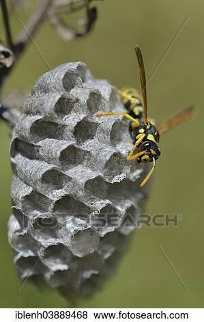 "European Paper Wasp (Polistes dominula) on a wasp nest, Province of Messina, Sicily, Italy, Europe" View Large Photo Image Stock Photo - "European Paper Wasp (Polistes dominula) on a wasp nest, Province of Messina, Sicily, Italy, Europe". Fotosearch