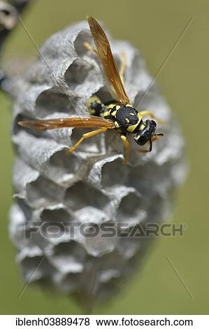"European Paper Wasp (Polistes dominula) on a wasp nest, Province of Messina, Sicily, Italy, Europe" View Large Photo Image Stock Photo - "European Paper Wasp (Polistes dominula) on a wasp nest, Province of Messina, Sicily, Italy, Europe". Fotosearch