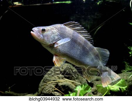 Stock Image - European Perch (Perca fluviatilis). Fotosearch