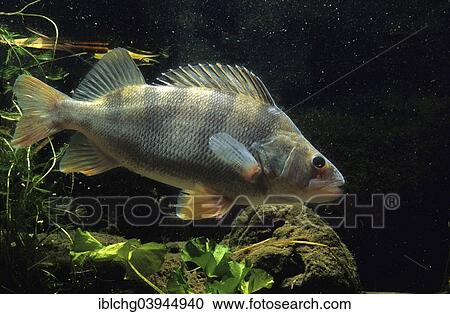 Stock Image - European Perch (Perca fluviatilis). Fotosearch